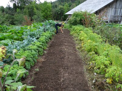 Vegetable garden gardening collection