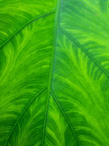 Large leaf photo