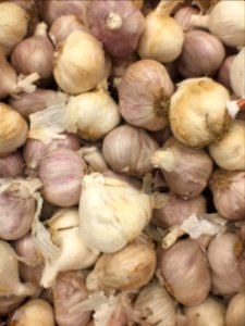 Garlic Bulbs photo