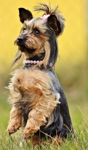 Dog yorkie nature photo