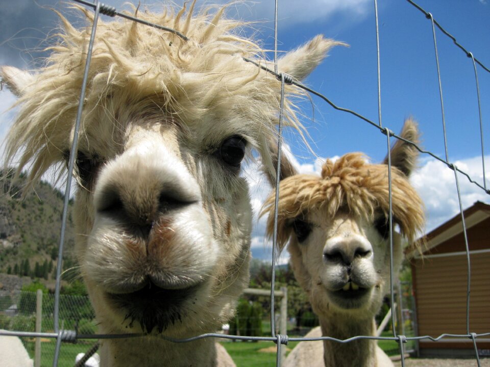 Alpacas animals head