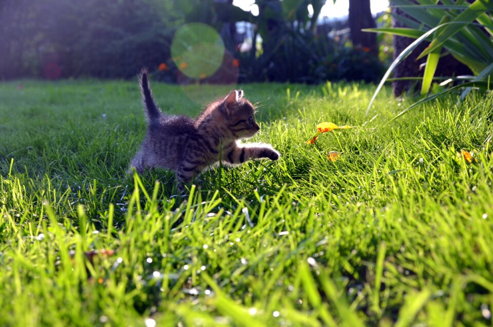 Love happy animal