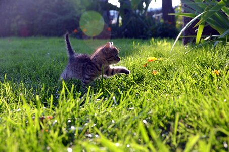 Love happy animal