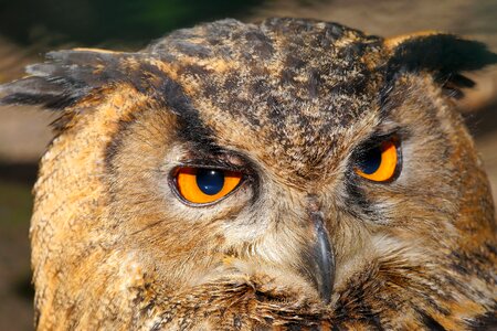 Raptor bird of prey lighted eyes