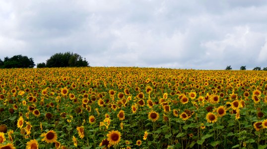 北竜町 ひまわりの里