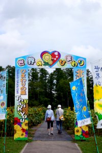 世界のひまわり