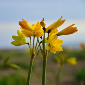 Flowers nature yellow flower