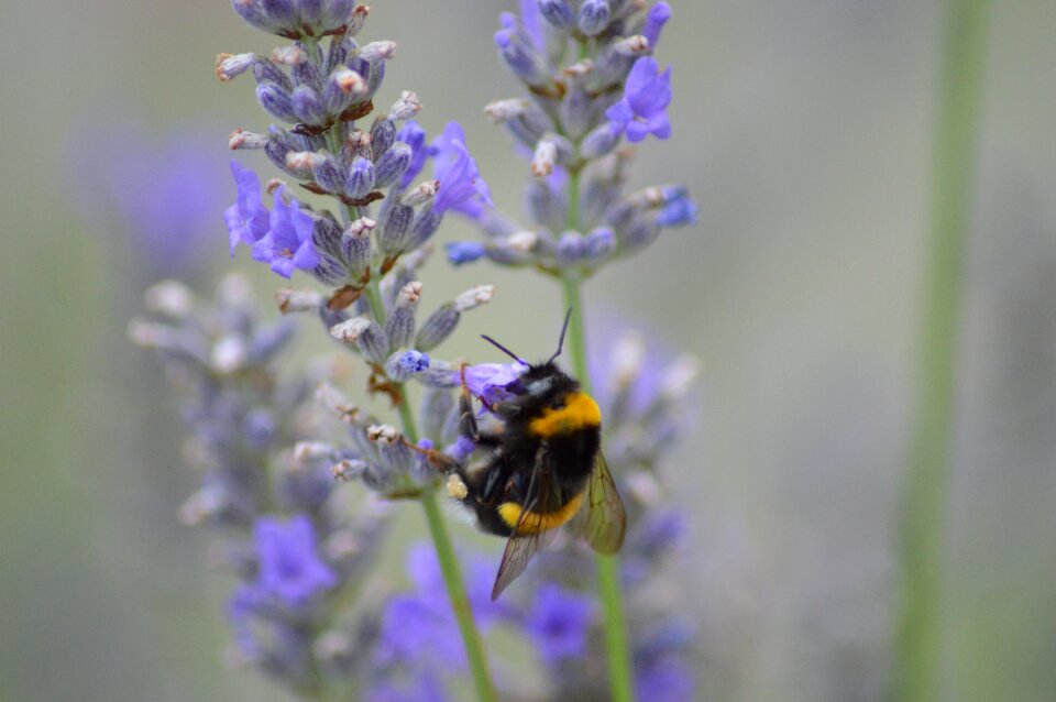 Bee forage garden