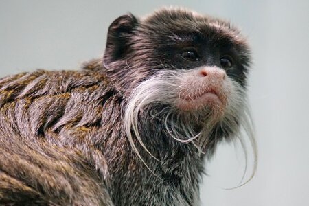 Monkey small cute