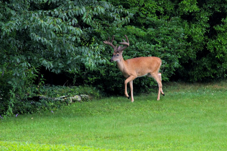 White tailed Deer Bick