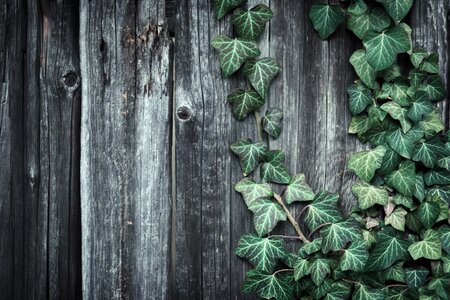 Plant grow up rustic