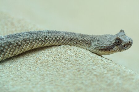 Cobra sidewinder dangerous photo