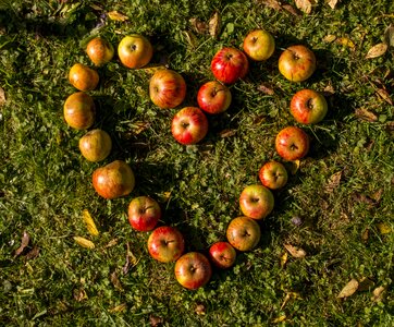 Fruit love eat photo