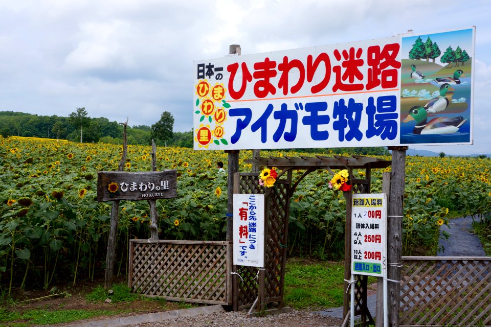 ひまわり迷路