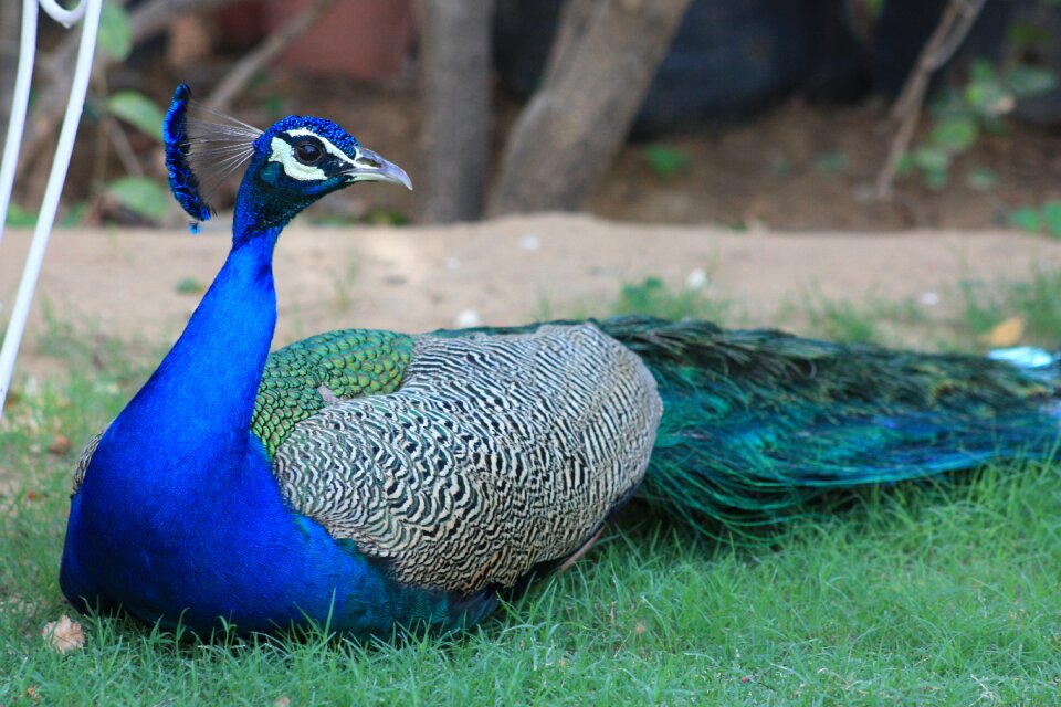 Feather blue plumage photo