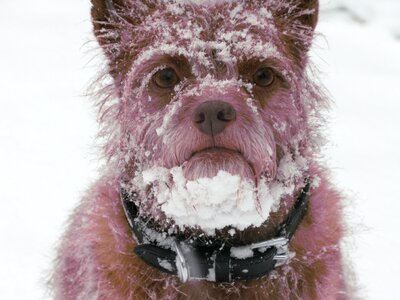 Beard winter funny