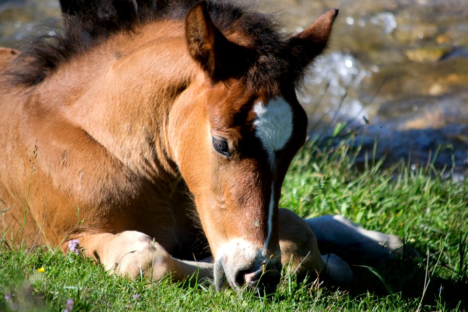 A horse foal resting by a stream