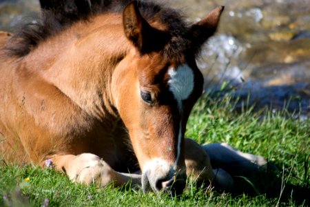 A horse foal resting by a stream photo