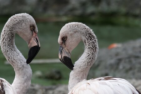 Flamingo young play