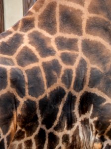 Giraffe Patterns photo