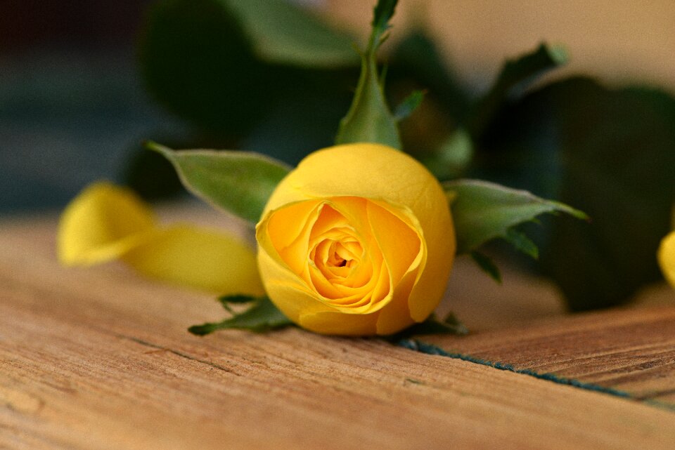 Bloom closed yellow