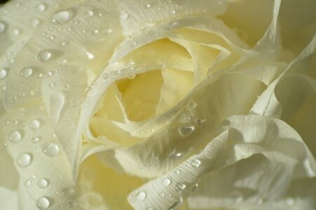 Flower petals white rose