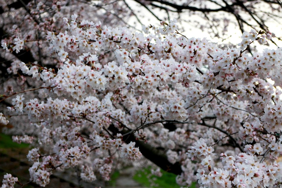 IMG 0485.jpg