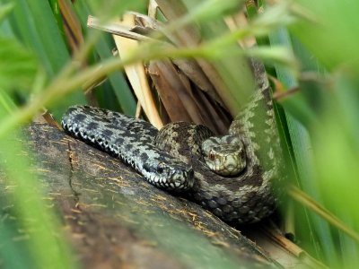 Besuch im Vivarium Tablat