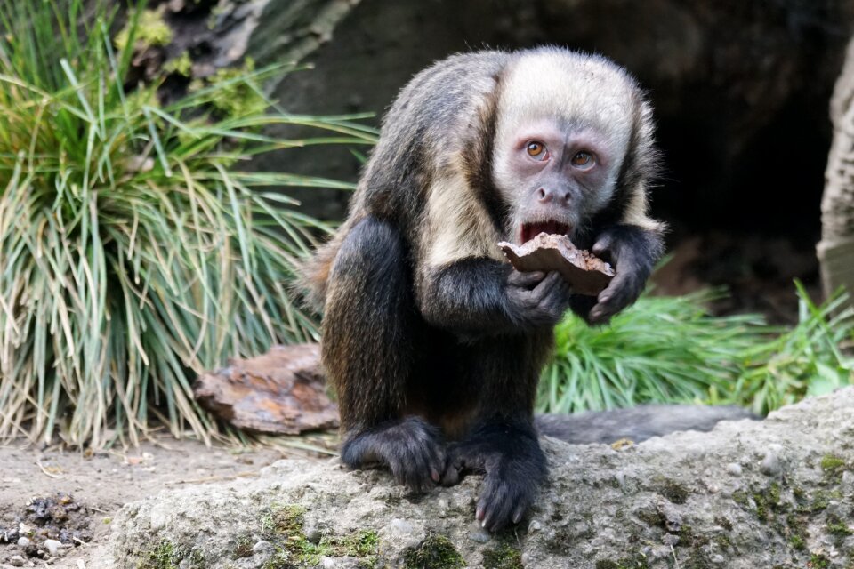 Monkey food Free photos