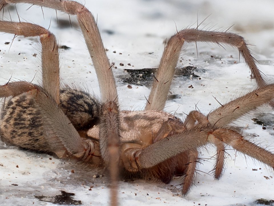 Hauswinkelspinne (f)