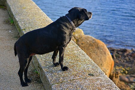 Animals animal labrador photo