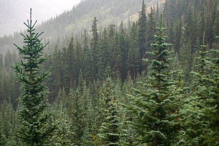Nature environment evergreen