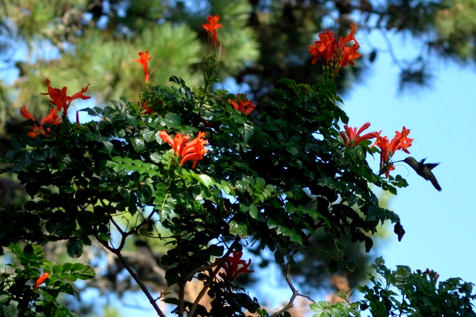 Picaflor. Colibrí. Punta del Este