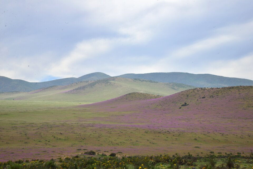 Purple flower desert