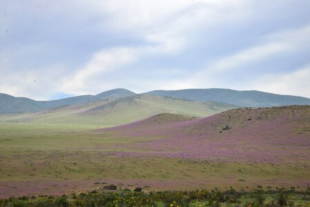 Purple flower desert