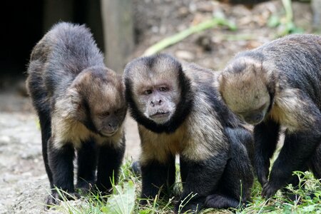 Ape food mammal