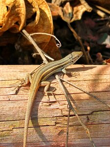 Lizard sargantana trunk