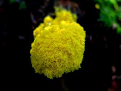 Fuligo Septica?