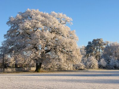 Claverdon winter tree