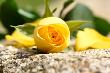 Yellow yellow flower blossom