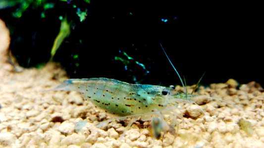 Shrimp