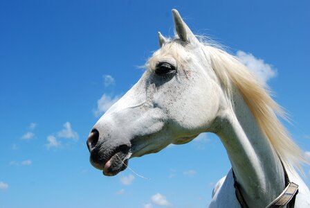Arabian horse ride animal photo