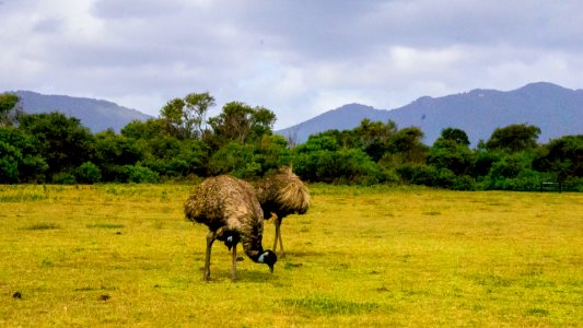 Emu photo