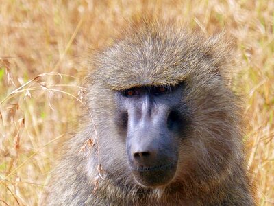 Primate africa kenya