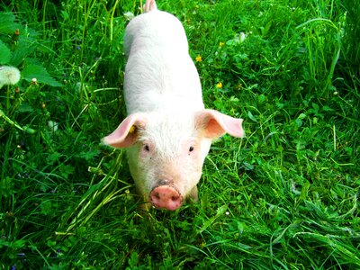 White piggy pig animal photo