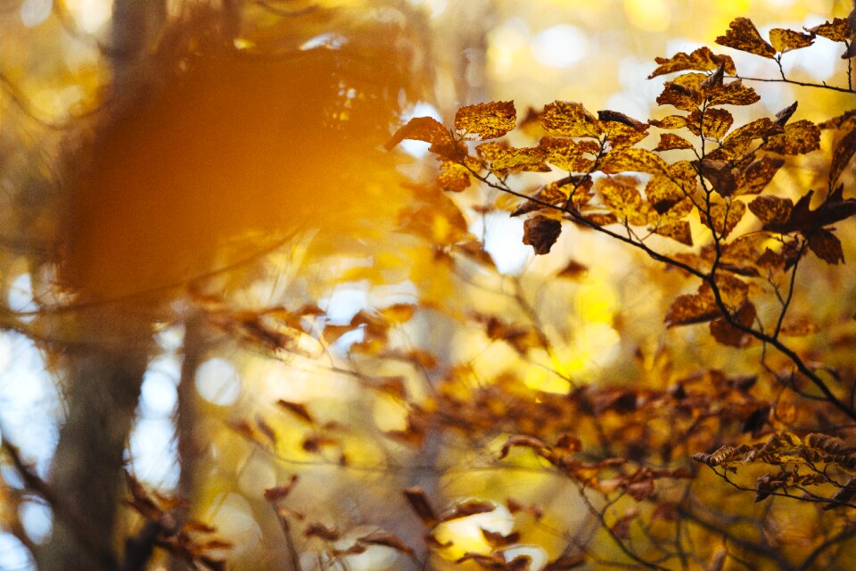 Warm yellow blurred background