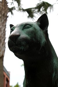 Charleston College's Cougar photo