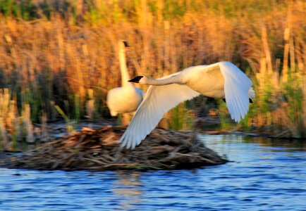 Nature cygnus flying photo