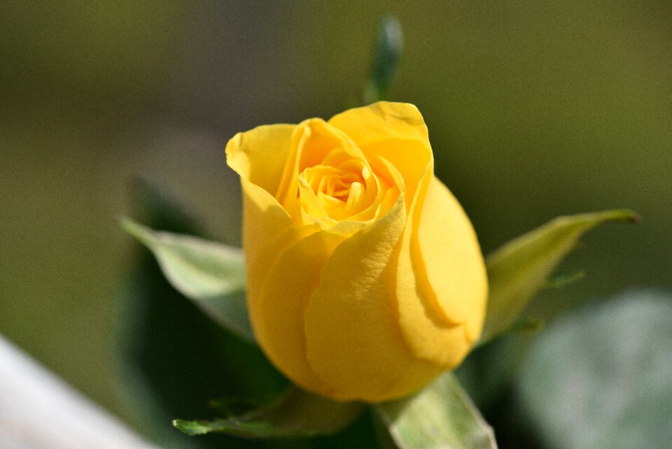 Yellow rose closed