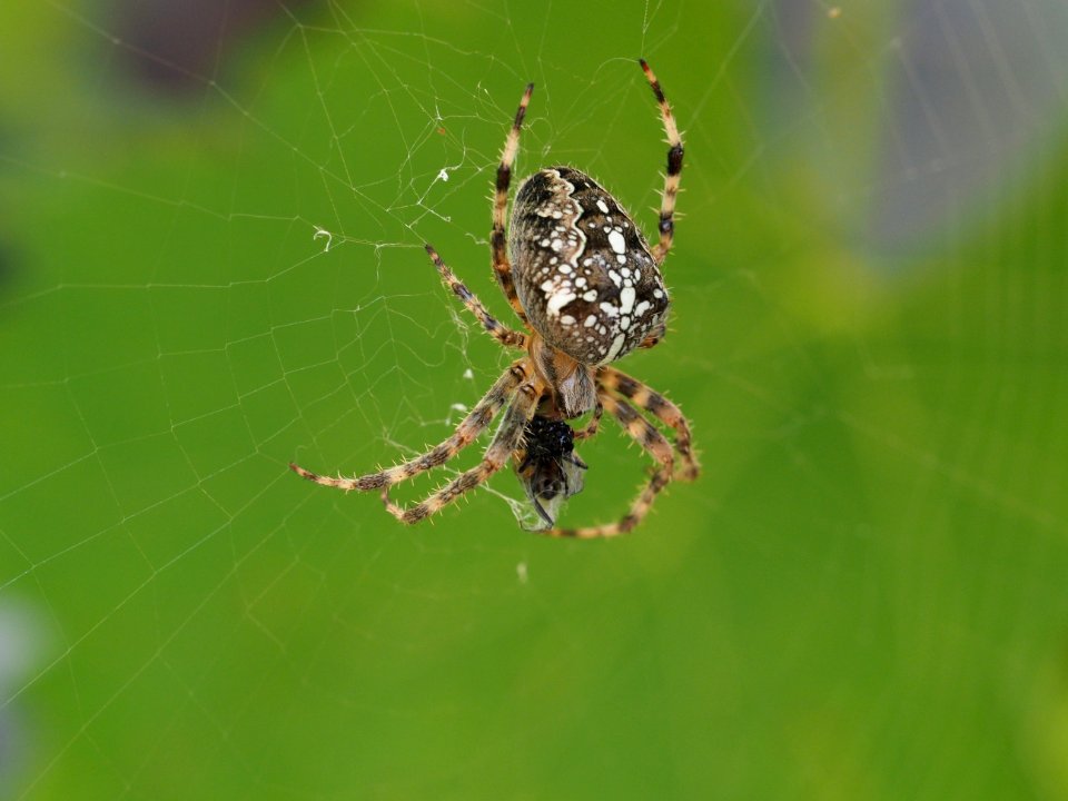 Gartenkreuzspinne